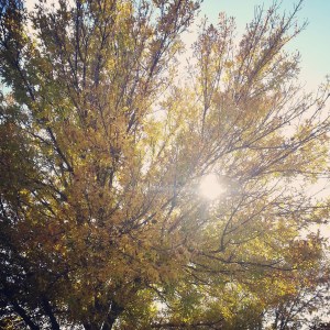 A tree in the parking lot at school